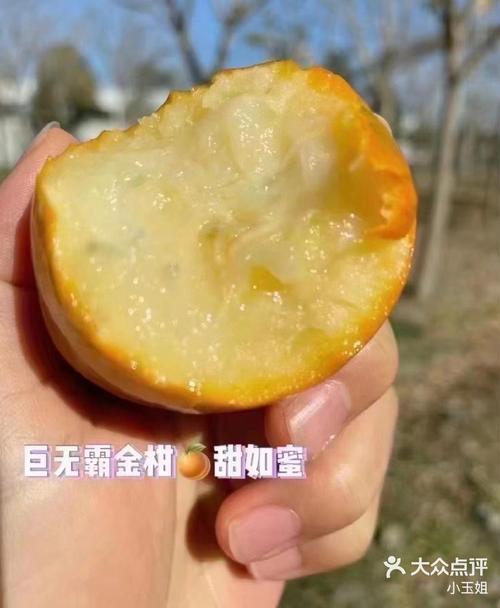 金柑特大号金桔