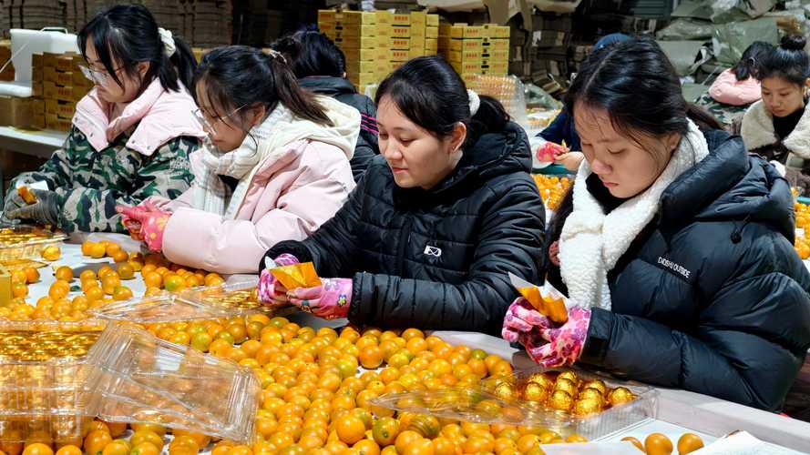广西融安:金桔鲜果供年货