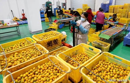 当日,广西柳州市融安县通过顺丰快递及专线物流车运输将25吨融安金桔