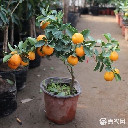 脆皮金桔苗